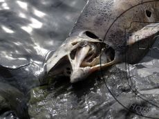 Свинья-морская_гибель_2